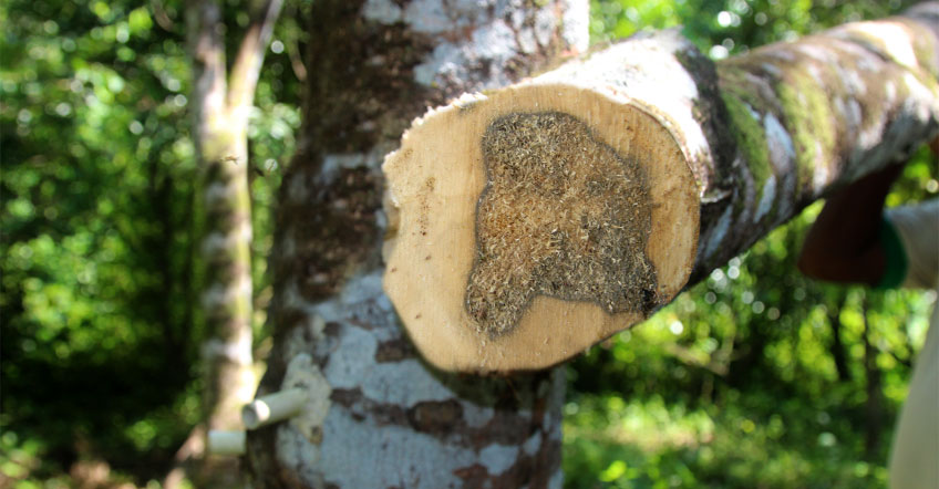 gỗ trầm hương có tác dụng gì?
